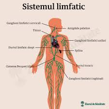 Tratamentul naturist pentru gastrita este, de cele mai multe ori, simptomatic si nu il inlocuieste pe cel recomandat de medic, ci se foloseste in paralel cu. Cancer Limfatic Limfom Calivita Tm Produse Naturiste Calivita