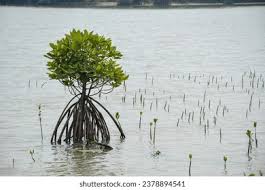 Image result for Rhizophora racemosa