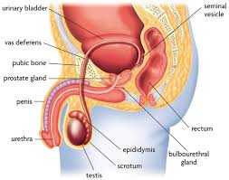 Humans are sexual, meaning that both a male and a female are needed to reproduce. Male Internal Sexual And Reproductive Organ Diagram