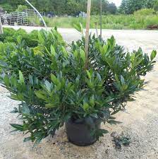 While maintained, this variety will remain at a height between 3 to 4 feet, but left untrimmed can reach up to 6 to 10 feet. Plants Details Adcock S Nursery