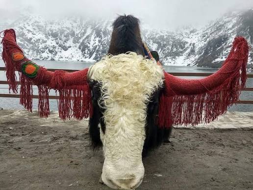 Himalayan yaak Tsomgo lake(changu),East Sikkim...