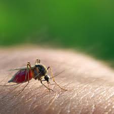 Image result for Malaria