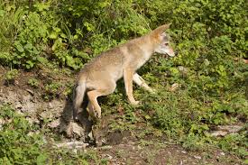 Normally coyotes are timid and shy away from people, but they have been known to attack people. Do Coyotes Carry Cats Back To Their Den Lost Pet Research And Recovery