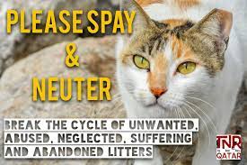 Tnr Cats Kittens Spay And Neuter Tnr Cats Neuter Cat Posters