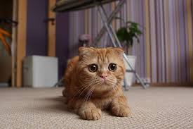 Cute kittens and funny cats compilation playful cute kittens and funny cats if you love funny enjoy this video watching the cute playful kittens from day 1, from sleeping all day to playing and. Caturday Kitten Video Love Meow