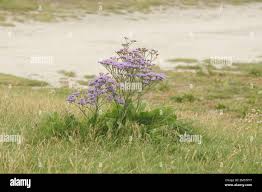Image result for Limonium vulgare