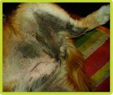 Black Skin Disease Dog Hair Loss Dog Skin Problem Dog Skin