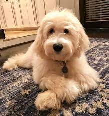 Tucker The English Goldendoodle From Moss Creek Goldendoodles Goldendoodle Puppy English Goldendoodle Goldendoodle Grooming