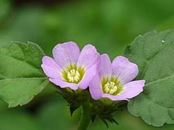 Image result for Melochia melissifolia