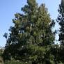 dawn redwoods from mortonarb.org