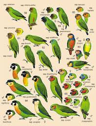 Bird Bird Bird Bird Is The Word Pin By Renee V On Parrot Humor Pet Birds World Birds Bird Guides