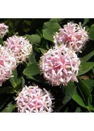 Image result for Dais cotinifolia