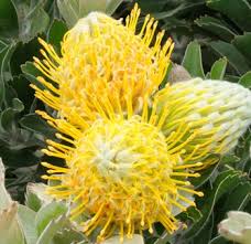 We did not find results for: Protea Flower King Protea Pincushion Protea Flowers Near Me Bulk Flowers