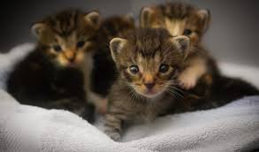 How are you feeding your cat now? Caring For Orphaned Kittens Southtowns Animal Hospital