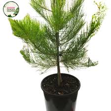 Image result for Casuarina littoralis
