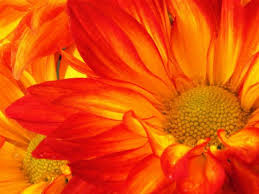 Your pom pom chrysanthemum flower stock images are ready. How To Plant Grow And Care For Mums Hgtv