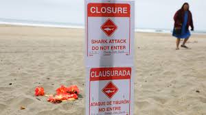 Image result for Tidal Wave 2005 Tiburon