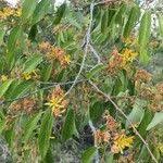 Image result for Grewia trichocarpa