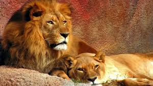 Wildlife Desktop Backgrounds Wallpaper Cave Step into peaceful woods, towering mountains, and deserts, all from your desktop! wildlife desktop backgrounds