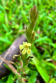 Image result for Striga chrysantha