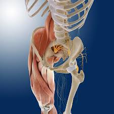 Popliteal fossa with all anatomical structures in medical imaging (mr) : Lower Body Anatomy Artwork Photograph By Science Photo Library