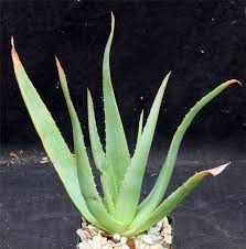 Image result for Aloe mzimbana