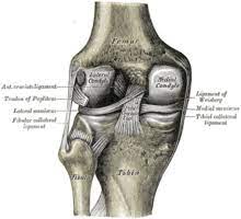 A wide variety of ligament support options are available to you Ø±Ø¨Ø§Ø· ØµÙ„ÙŠØ¨ÙŠ Ø£Ù…Ø§Ù…ÙŠ ÙˆÙŠÙƒÙŠØ¨ÙŠØ¯ÙŠØ§