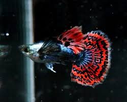 See more ideas about betta, betta fish, siamese fighting fish. Guppies And Betta Fish And Food Sale Posts Facebook