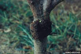 What Causes Peach Crown Gall Fixing A Peach Tree With Crown Gall Disease