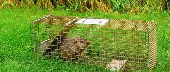It's not enough just to place traps around the yard. Scrap The Trap When Evicting Wildlife The Humane Society Of The United States