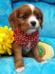 Today in the nursery, these beautiful puppies are ready for adoption! 79 Cavalier King Charles Spaniel Puppies For Adoption In California L King Charles Cavalier Spaniel Puppy Cavalier King Charles Spaniel King Charles Spaniel