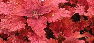 Image result for Coleus meyeri