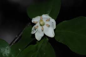 Image result for Catunaregam