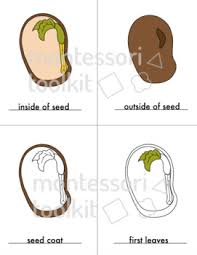 Login to add to favorites. Parts Of Seed Coloring Sheets With Control Cards Montessori Printables