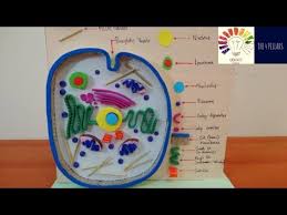 Maybe you would like to learn more about one of these? Smart Idea Cell Project Ideas Easy