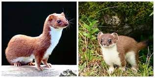 Belette Fouine Martre Hermine Putois Vison Quelles Differences Perception Putois Hermine Animaux
