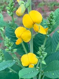 Image result for Crotalaria spectabilis