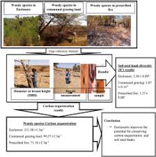 Image result for Pyrostria phyllanthoidea