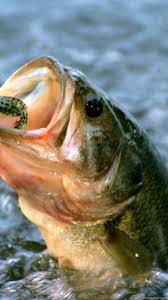 Maybe you would like to learn more about one of these? Largemouth Bass Fish Wallpapers Desktop Background