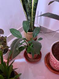 Peace lily is a low light indoor houseplant that flowers and cleans the air in our home. Peace Lily Not Flowering I Got A Peace Lily Around 2 Months Back It Had A Flower Which Withered Because My Girl Overwatered It And I Clipped It So As To