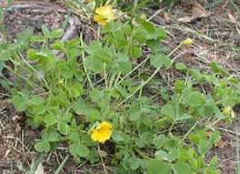 The yellow flowers occur from early spring to late fall. Common Lawn Weed Identification Evansville Lawn Landscape