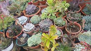 Y si buscas alguno específico envíame un mensaje a mi instagram y yo. Tour Por Mis Cactus Echeverias Y Suculentas Con Nombres Parte 1 Youtube