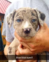 Australian Shepherd Pitbull Mix Black And White Pin On Australian Shepherd Mixed Dogs Hybrid Puppies