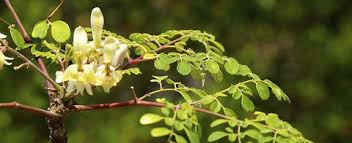 Image result for Moringa oleifera