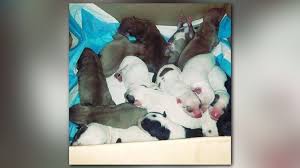 Texas man lives with 3 rescued crocs & other reptiles! Help Needed After Dog At Smith County Animal Shelter Gives Birth To 20 Puppies Near World Record Cbs19 Tv
