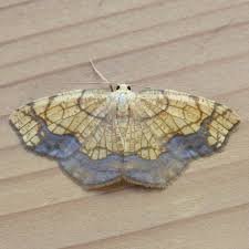 Image result for Euploca katangensis