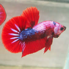 Item Fwbettashmp1450723802 Male Red Fancy Line Hellboy Ends Mon Dec 21 2015 12 50 02 Pm Cdt Betta Fish Tropical Fish Fancy