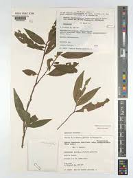 Image result for Aphloia theiformis