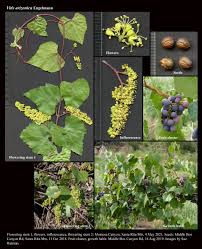 Image result for Vitis