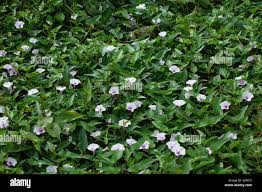 Image result for Ipomoea aquatica